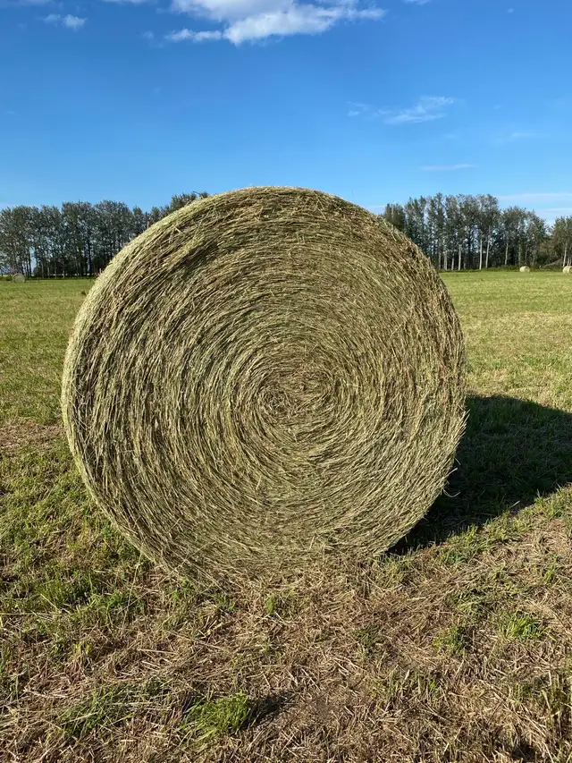 Hay Bales For Sale