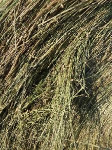 Hay Bales For Sale - Photo 2