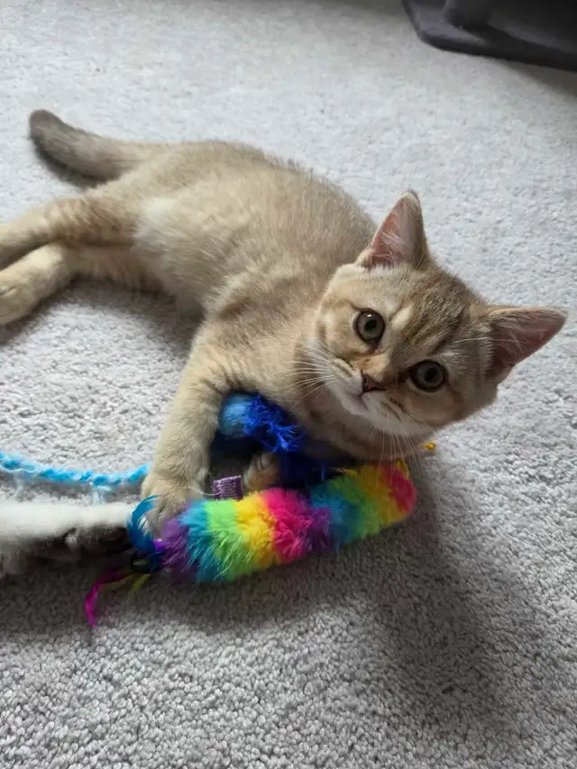 Female British Shorthair Kitten – Last One!