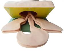 Airway Management Manikin Simulators Care Training Model 220090 - Photo 3