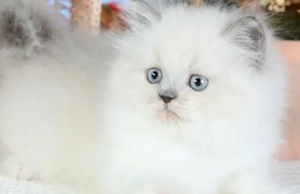 Ragdoll Himilayan Kitten 3 Males available