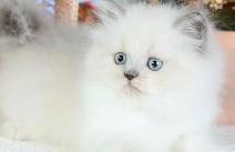 Ragdoll Himilayan Kitten 3 Males available