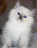 Ragdoll Himilayan Kitten 3 Males available - Photo 2