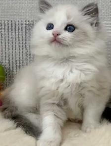 Ragdoll Himilayan Kitten 3 Males available - Photo 3
