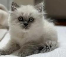 Ragdoll Himilayan Kitten 3 Males available - Photo 4