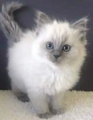 Ragdoll Himilayan Kitten 3 Males available - Photo 5