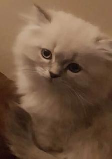 Ragdoll Himilayan Kitten 3 Males available - Photo 6
