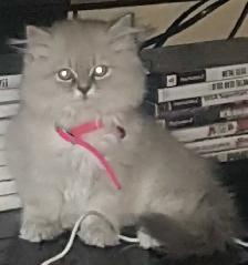 Ragdoll Himilayan Kitten 3 Males available - Photo 7