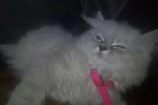 Ragdoll Himilayan Kitten 3 Males available - Photo 8