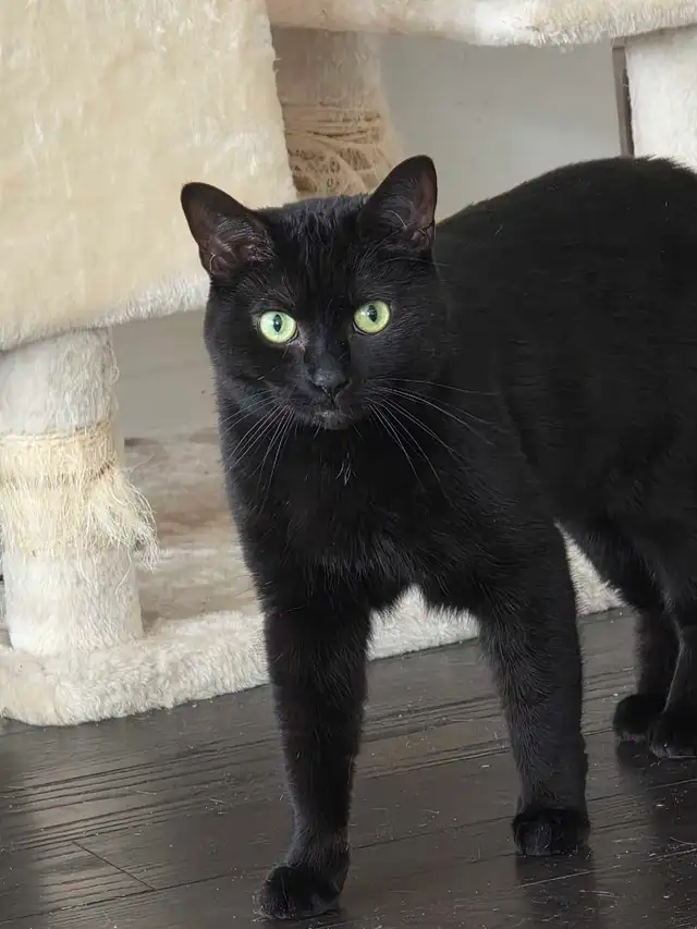 Rehoming my cat