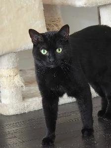 Rehoming my cat