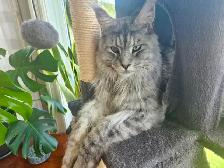 Maine Coon adulte