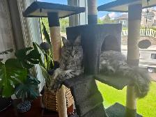 Maine Coon adulte - Photo 2