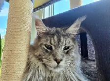 Maine Coon adulte - Photo 3