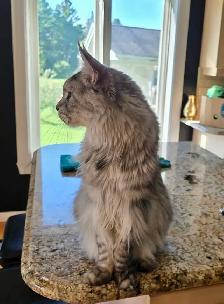 Maine Coon adulte - Photo 4
