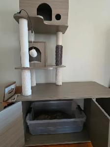 Maine Coon adulte - Photo 5