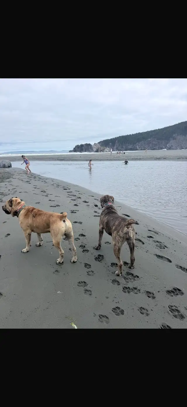 North American Masiff Puppies