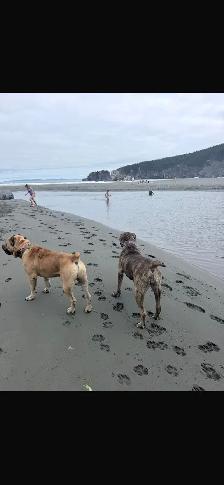 North American Masiff Puppies