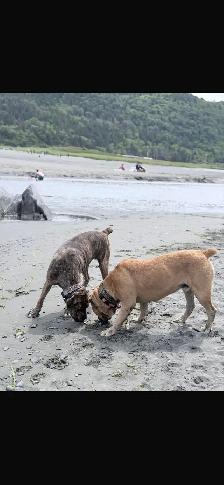 North American Masiff Puppies - Photo 4