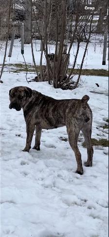 North American Masiff Puppies - Photo 5