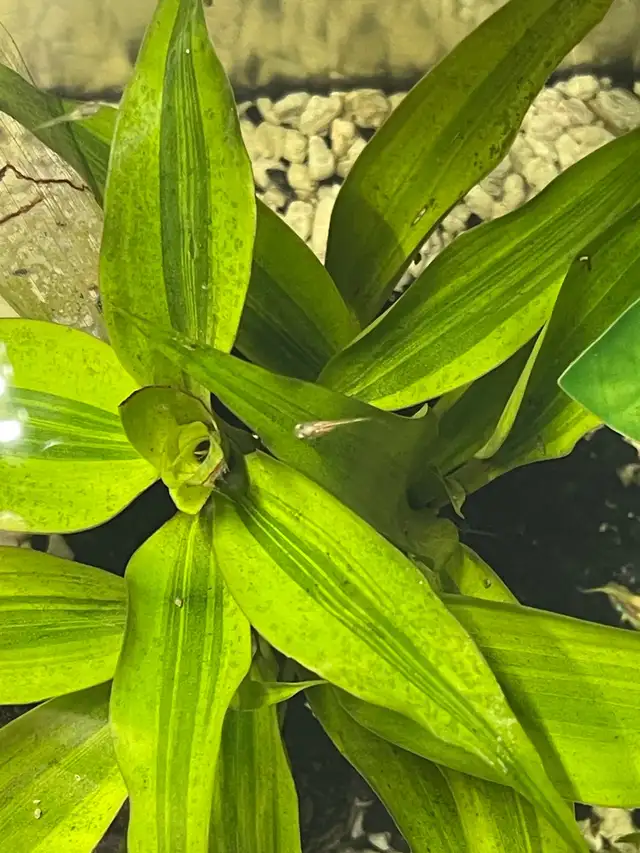 Free Baby Guppies