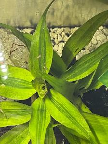 Free Baby Guppies - Photo 2
