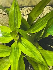 Free Baby Guppies - Photo 3