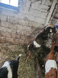 2 year old nigerian cross billy