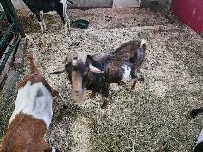 2 year old nigerian cross billy - Photo 2