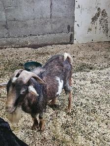 2 year old nigerian cross billy - Photo 3