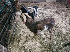 2 year old nigerian cross billy - Photo 4