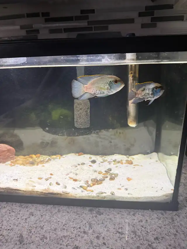 Breeding Pair Electric Blue Acara