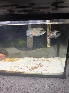 Breeding Pair Electric Blue Acara