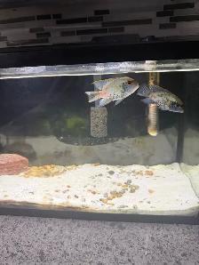 Breeding Pair Electric Blue Acara - Photo 2