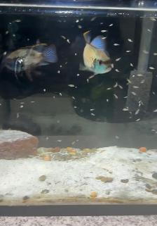 Breeding Pair Electric Blue Acara - Photo 3