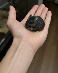 Dwarf Hamster Babies (very friendly & hand tame) - Photo 4
