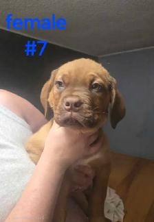 french mastiff/rottie mix puppies available ASAP! - Photo 2