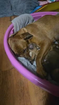 french mastiff/rottie mix puppies available ASAP! - Photo 5