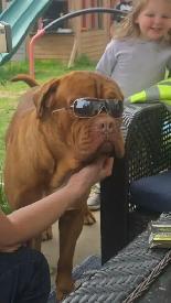 french mastiff/rottie mix puppies available ASAP! - Photo 6