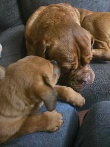 french mastiff/rottie mix puppies available ASAP! - Photo 7