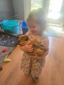 french mastiff/rottie mix puppies available ASAP! - Photo 8