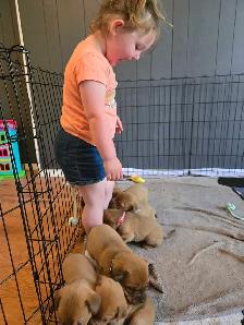 french mastiff/rottie mix puppies available ASAP! - Photo 10