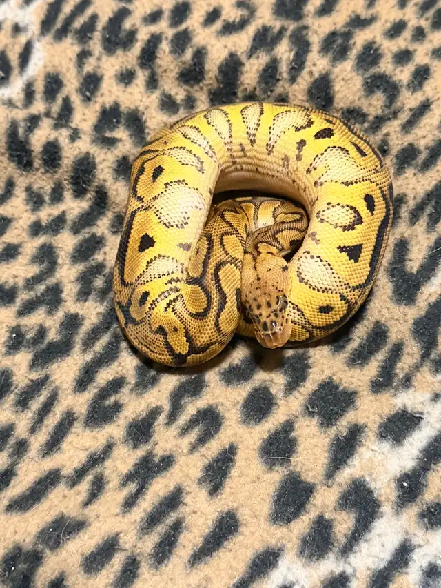 Ball Pythons