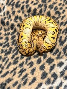 Ball Pythons