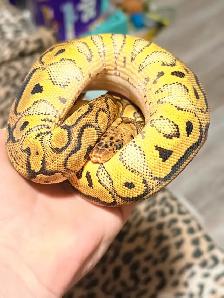 Ball Pythons - Photo 2