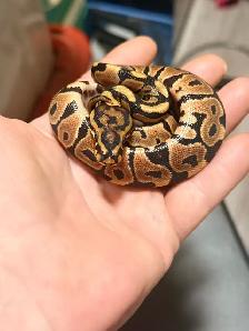 Ball Pythons - Photo 4