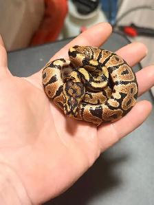 Ball Pythons - Photo 5