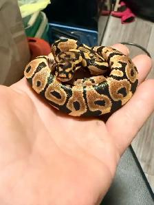 Ball Pythons - Photo 6