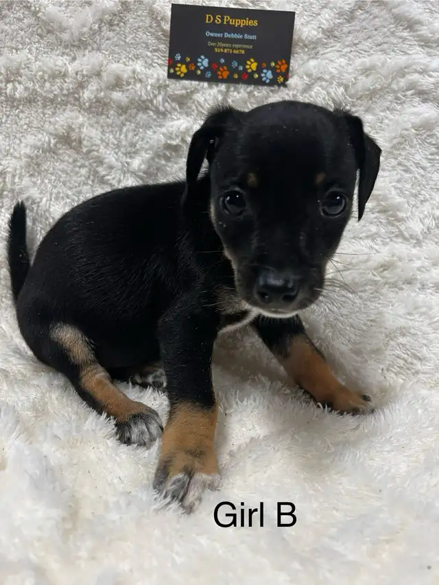 Chi Terrier (toy fox)