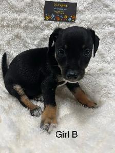 Chi Terrier (toy fox)